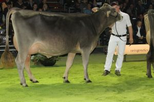 151128SC15 020_Abt1 Rang12  BS Haeckis BS Fantastic TRACIE Josef Hcki SZ